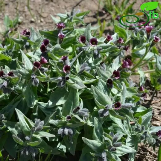 Nonea macrantha