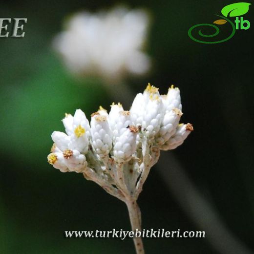 Helichrysum pamphylicum