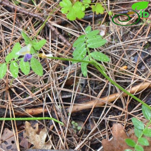 Vicia barbazitae