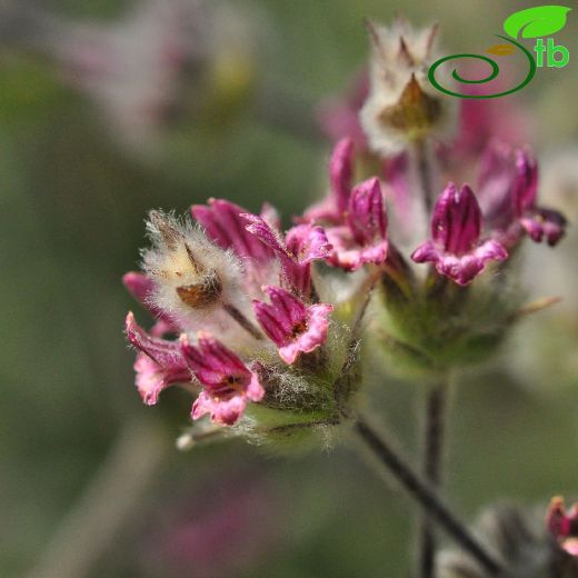 Sideritis-Dağçayı