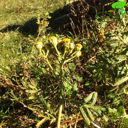 Tanacetum vulgare