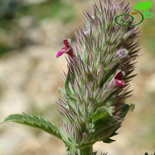 Nepeta trachonitica