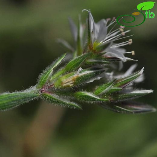 Minuartia leucocephala