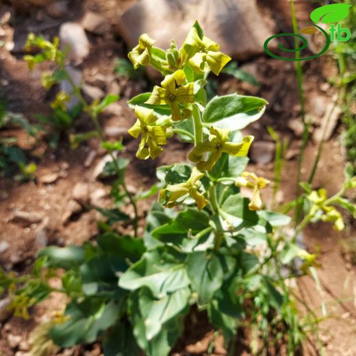 Hesperis pendula