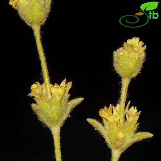 Sideritis syriaca