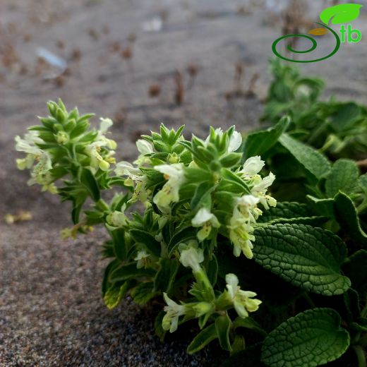 Stachys maritima