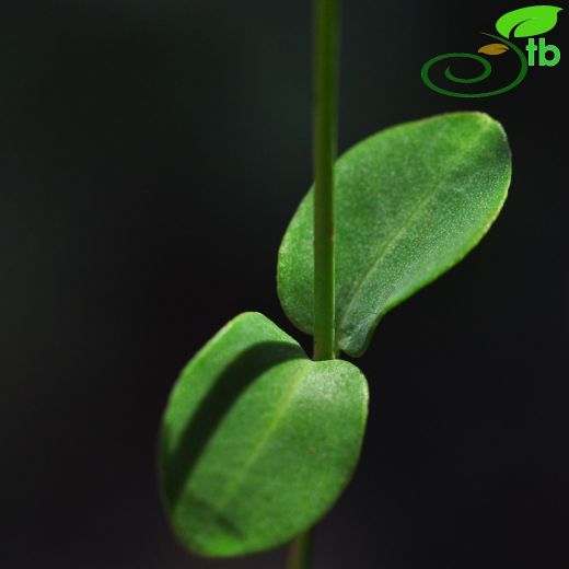 Hypericaceae-Kantarongiller