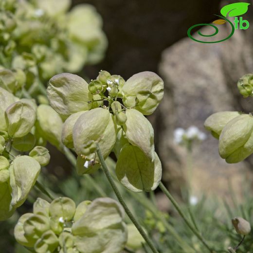 Bornmuellera angustifolia