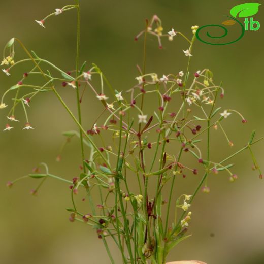 Galium penduliflorum