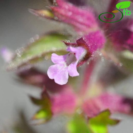 Stachys woronowii