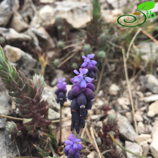 Muscari kerkis