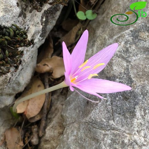 Colchicum baytopiorum