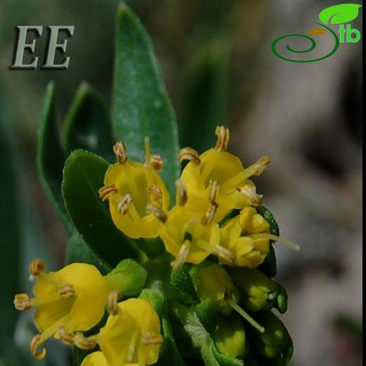 Moltkia aurea