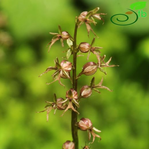 Orchidaceae-Salepgiller