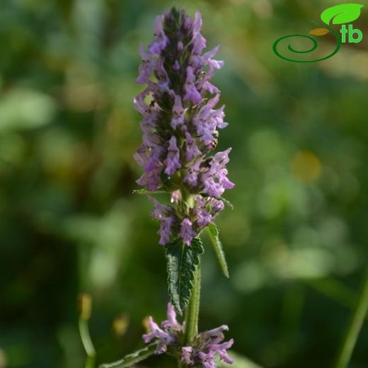 Stachys officinalis