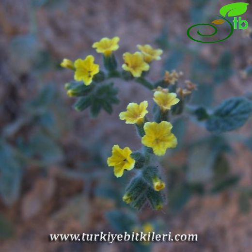 Heliotropium thermophilum