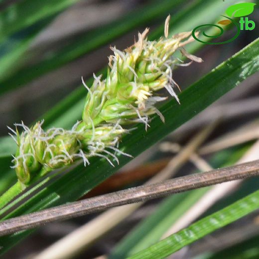 Cyperaceae-Hasırotugiller