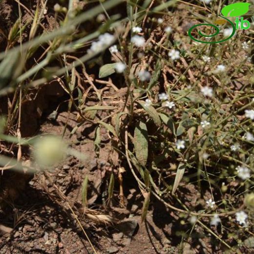 Gypsophila ruscifolia