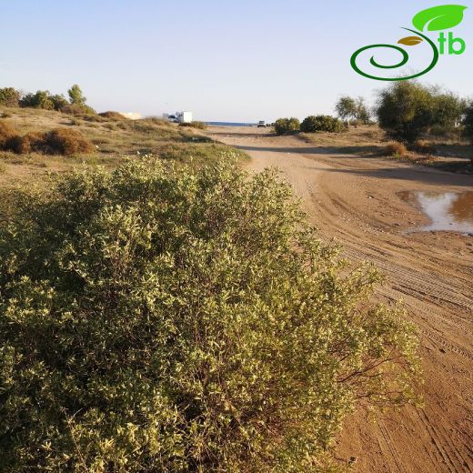 Thymelaeaceae-Sıyırcıkgiller