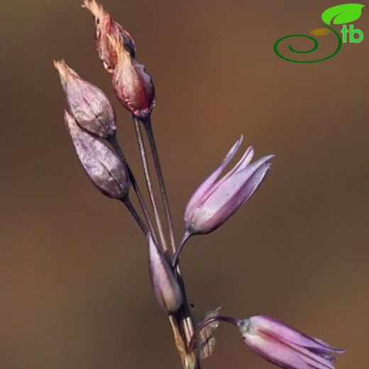 Allium callidictyon