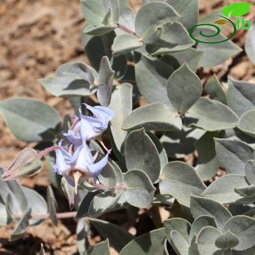 Trichodesma incanum