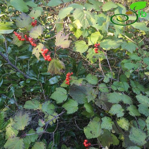 Viburnum-Kartopu