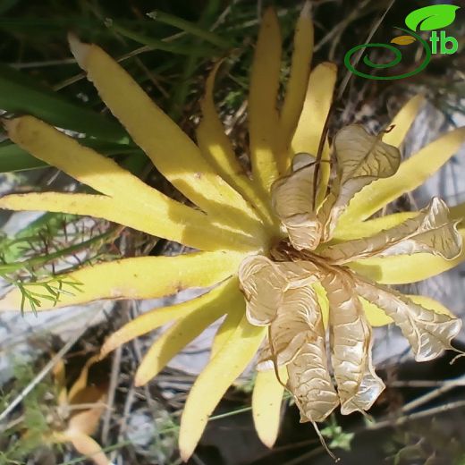Ranunculaceae-Düğünçiçeğigiller