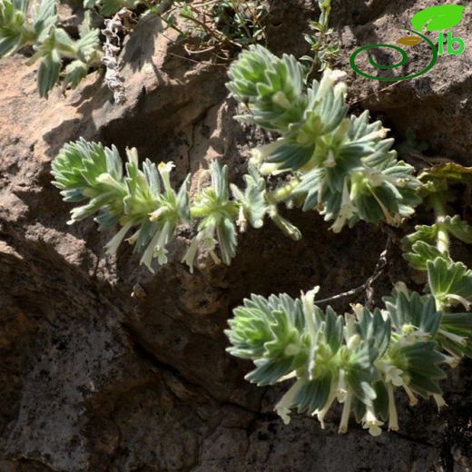 Ajuga xylorrhiza