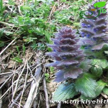 Ajuga orientalis