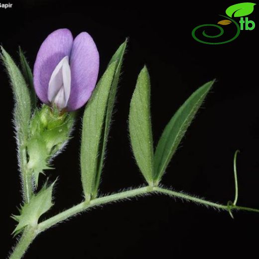 Vicia bithynica