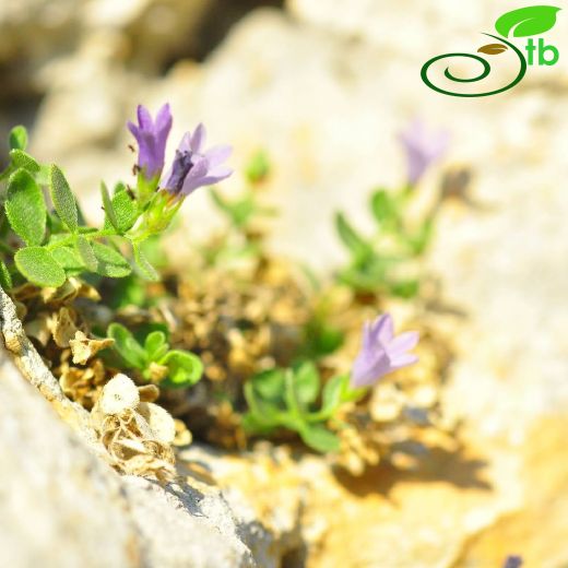 Campanula myrtifolia