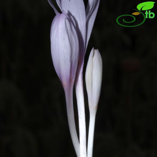 Colchicaceae-Acıçiğdemgiller