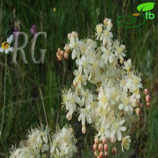 Filipendula ulmaria