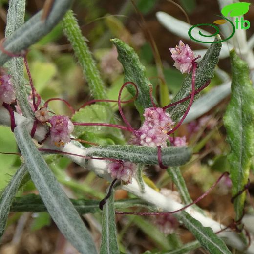 Cuscuta palaestina