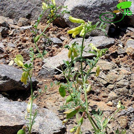 Vicia assyriaca