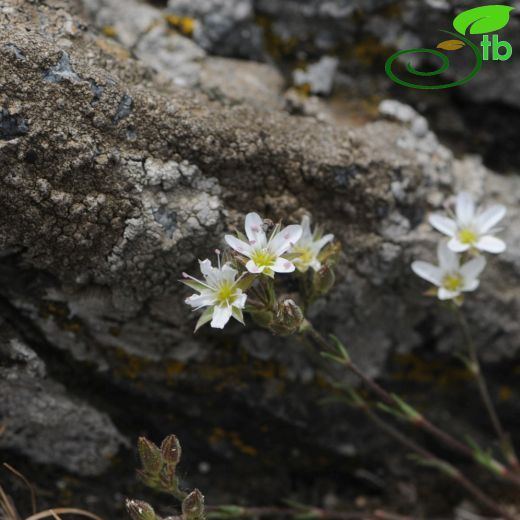 Minuartia juressi