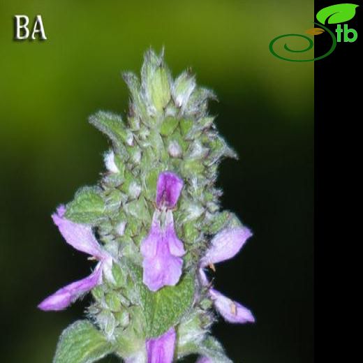 Stachys germanica