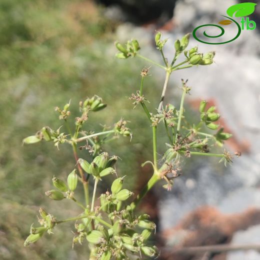 Peucedanum akalinae