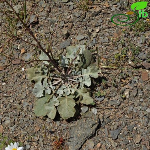 Verbascum lobatum