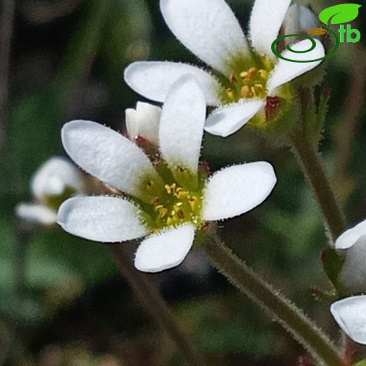 Saxifraga-Taşkıran