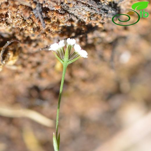 Bupleurum subuniflorum