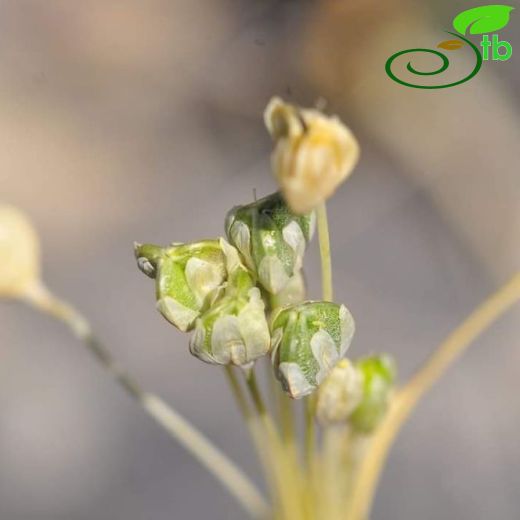 Allium ahmet-tirasii