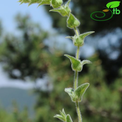 Sideritis perfoliata