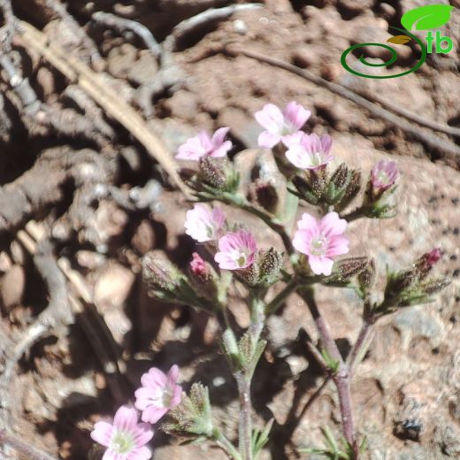 Jordania mevlanae