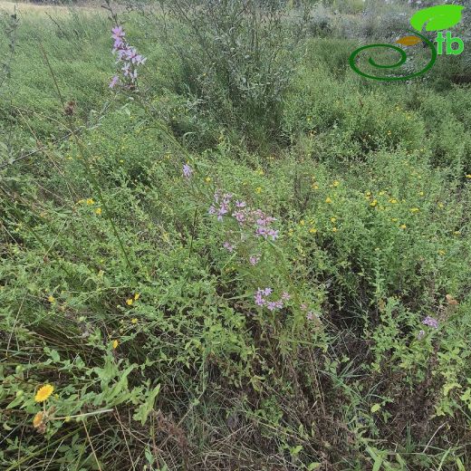 Lythrum virgatum
