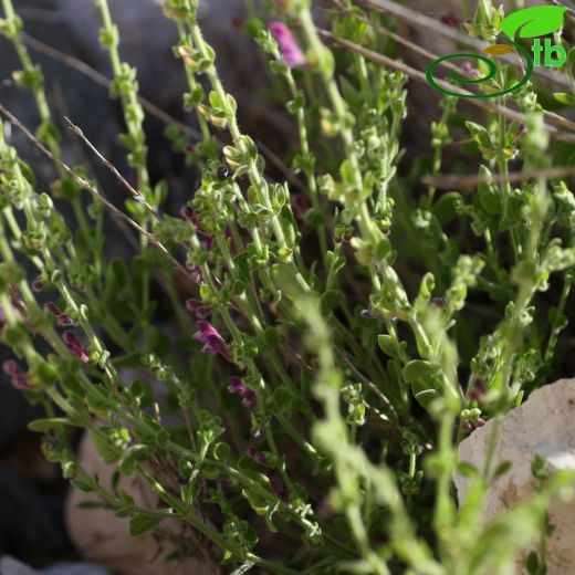 Scutellaria brevibracteata