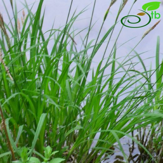 Carex buekii