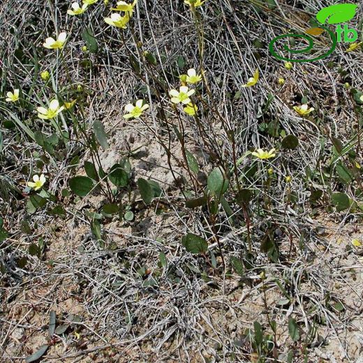 Ranunculus aydogdui