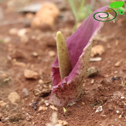 Biarum-Yılanpancarı