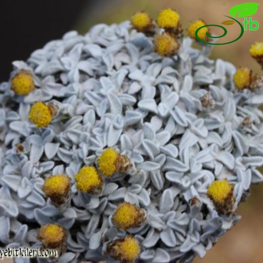 Helichrysum unicapitatum